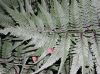image of Anisocampium niponicum