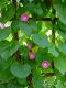 image of Ipomea purpurea