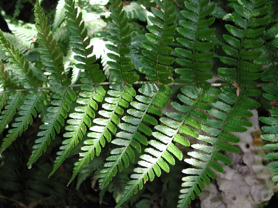Dryopteridaceae Dryopteris erythrosora