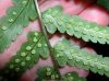 image of Dryopteris tokyoensis