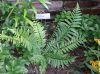 image of Dryopteris tokyoensis