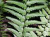 image of Dryopteris tokyoensis