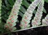 image of Dryopteris tokyoensis