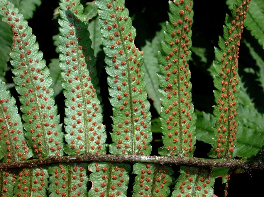 Dryopteridaceae Dryopteris cycadina