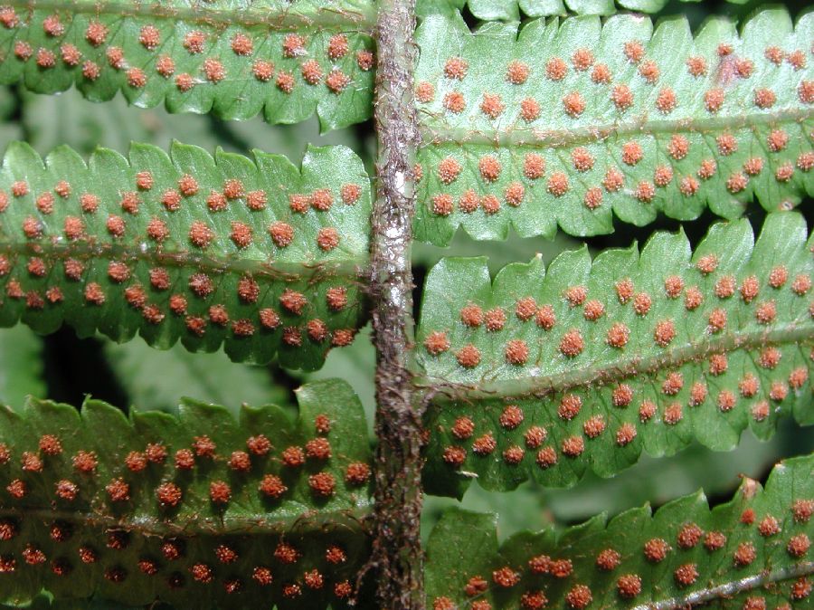 Dryopteridaceae Dryopteris cycadina