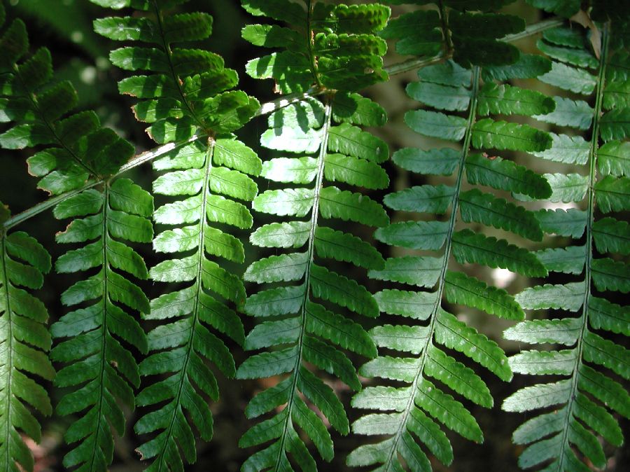 Dryopteridaceae Dryopteris erythrosora