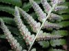 image of Dryopteris tokyoensis