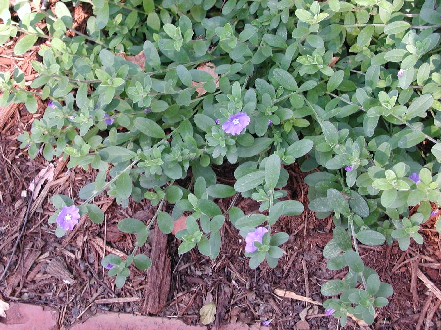 Convolvulaceae Evolvulus 
