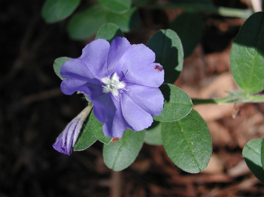 Convolvulaceae Evolvulus 