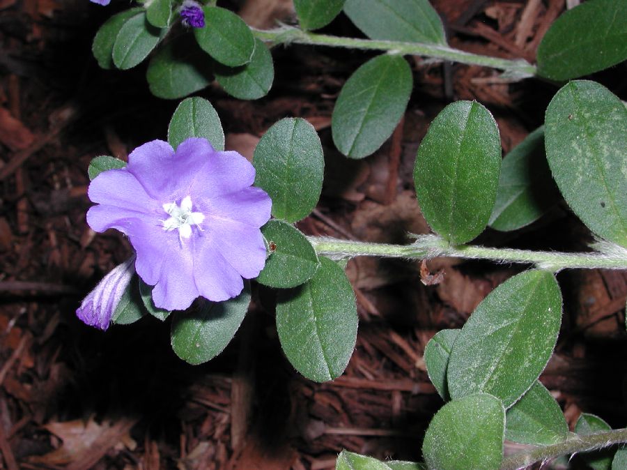 Convolvulaceae Evolvulus 