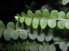 image of Nephrolepis cordifolia