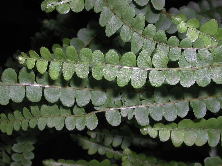 Nephrolepidaceae Nephrolepis cordifolia
