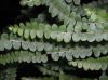 image of Nephrolepis cordifolia