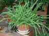 image of Nephrolepis cordifolia