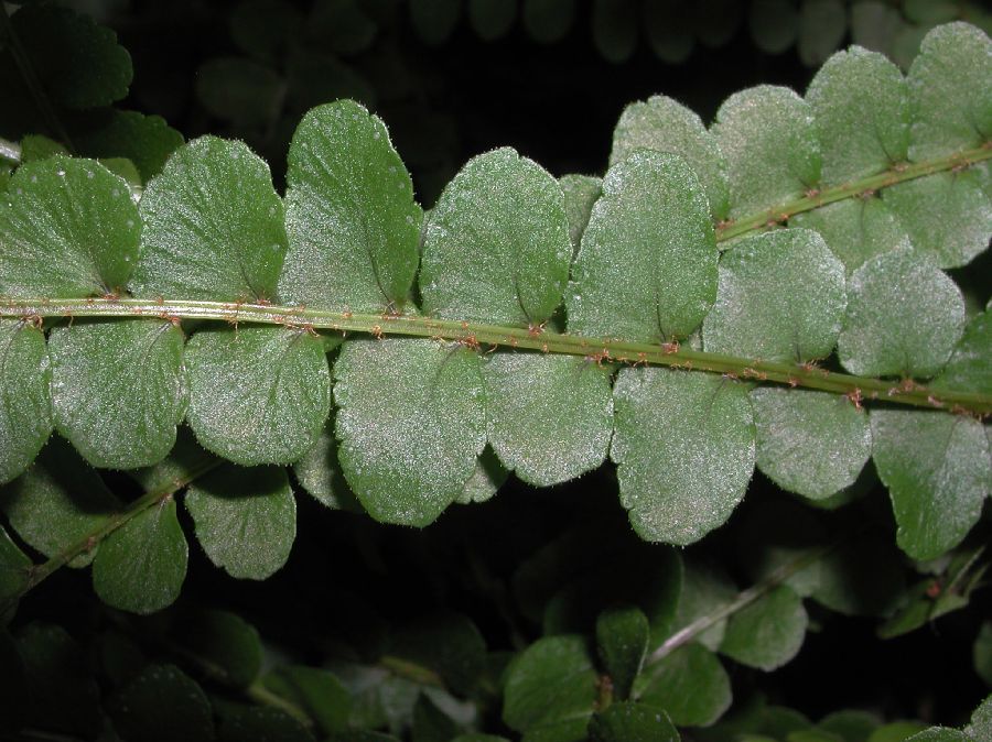 Nephrolepidaceae Nephrolepis cordifolia