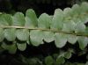 image of Nephrolepis cordifolia