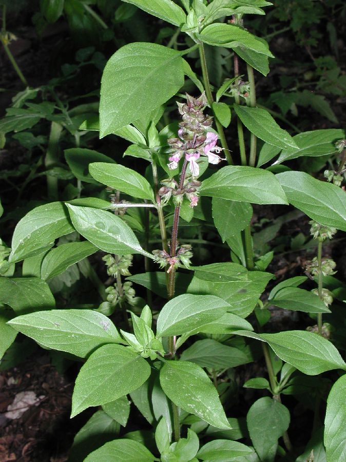 Lamiaceae Ocimum basilicum