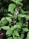 image of Ocimum basilicum