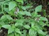 image of Ocimum basilicum