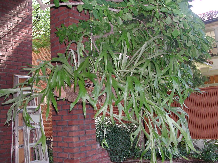 Polypodiaceae Platycerium bifurcatum