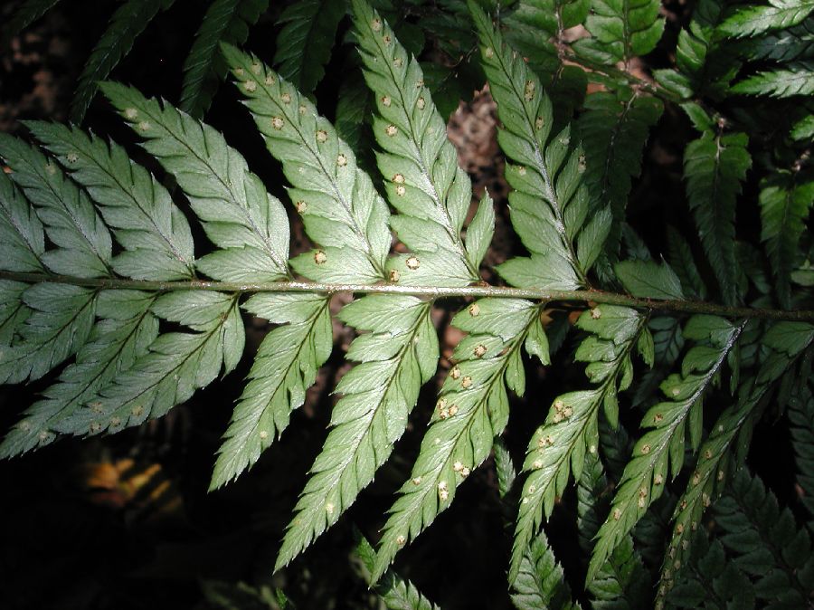 Dryopteridaceae Polystichum tsus-simense