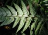 image of Polystichum tsus-simense