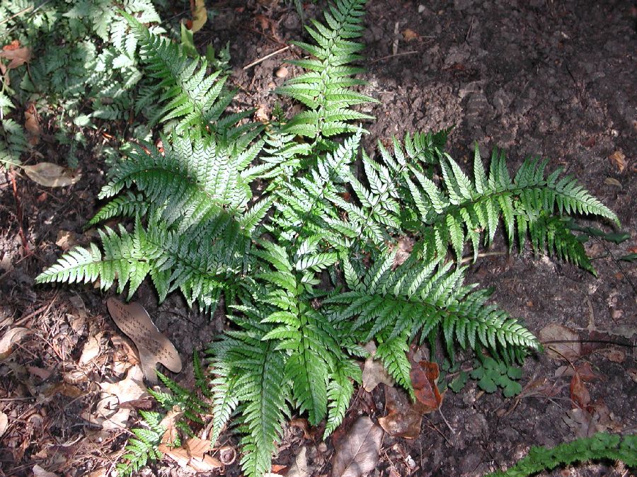 Dryopteridaceae Polystichum tsus-simense
