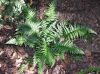 image of Polystichum tsus-simense