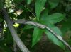 image of Liquidambar styraciflua