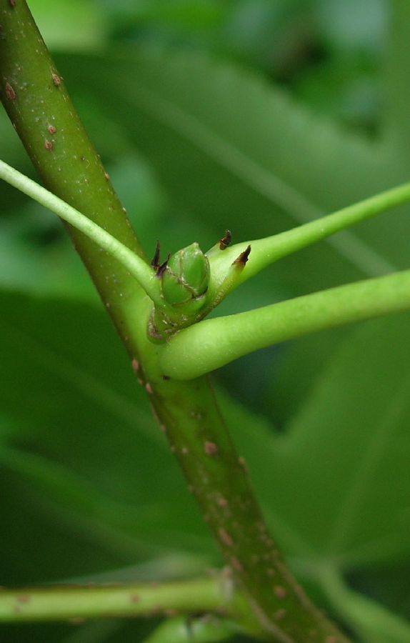Altingiaceae Liquidambar styraciflua