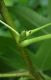 image of Liquidambar styraciflua