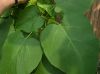 image of Catalpa bignonioides