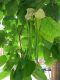 image of Catalpa bignonioides