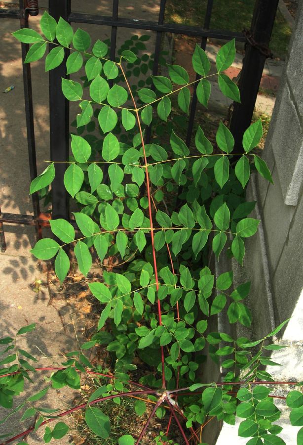 Fabaceae Gymnocladus dioica