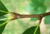 image of Nyssa sylvatica