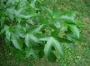 image of Liquidambar styraciflua