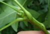 image of Liquidambar styraciflua