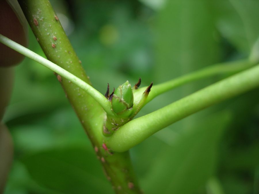 Altingiaceae Liquidambar styraciflua