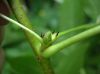image of Liquidambar styraciflua