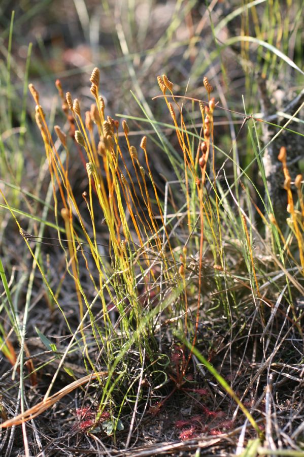 Schizaeaceae Schizaea pusilla