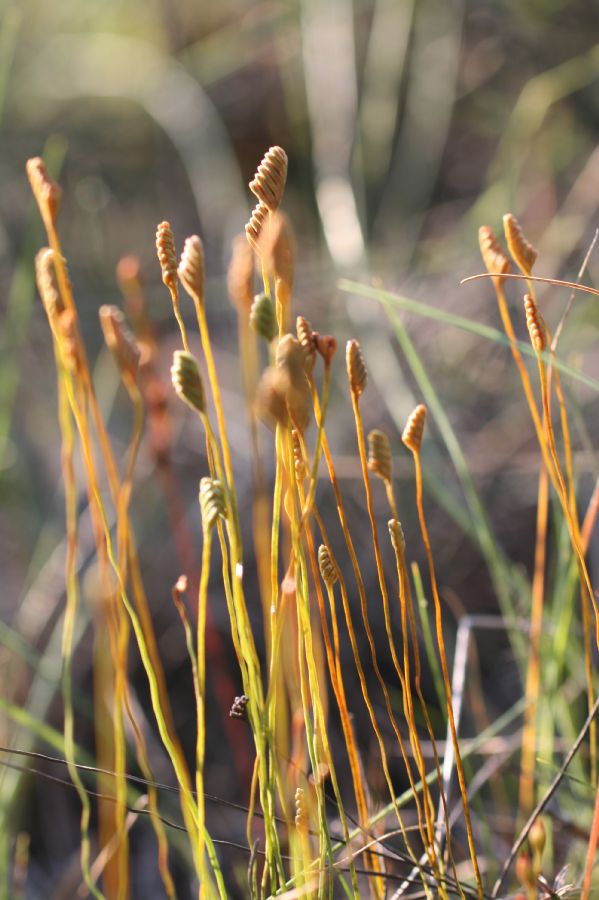 Schizaeaceae Schizaea pusilla