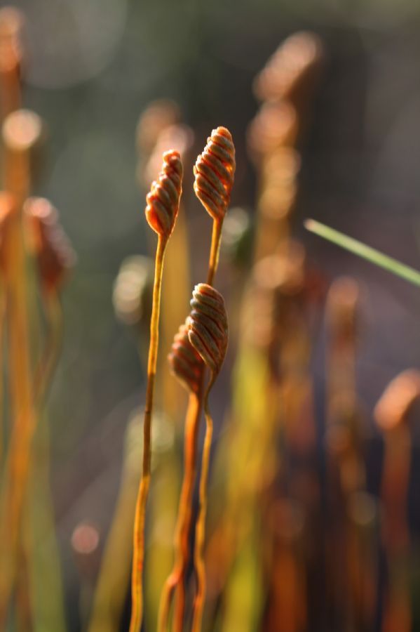 Schizaeaceae Schizaea pusilla