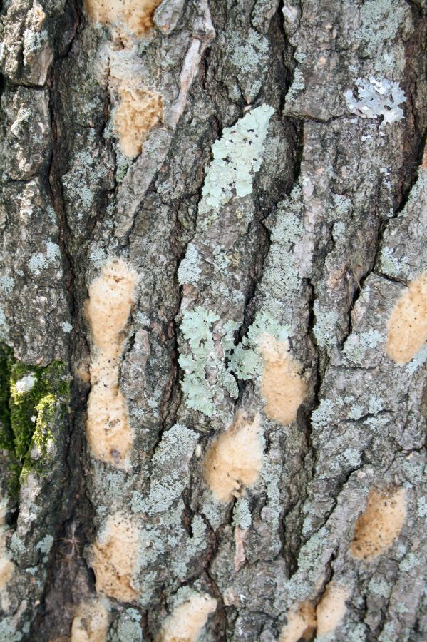  Lymantria dispar