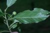 image of Frangula oreodendron