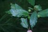 image of Frangula oreodendron