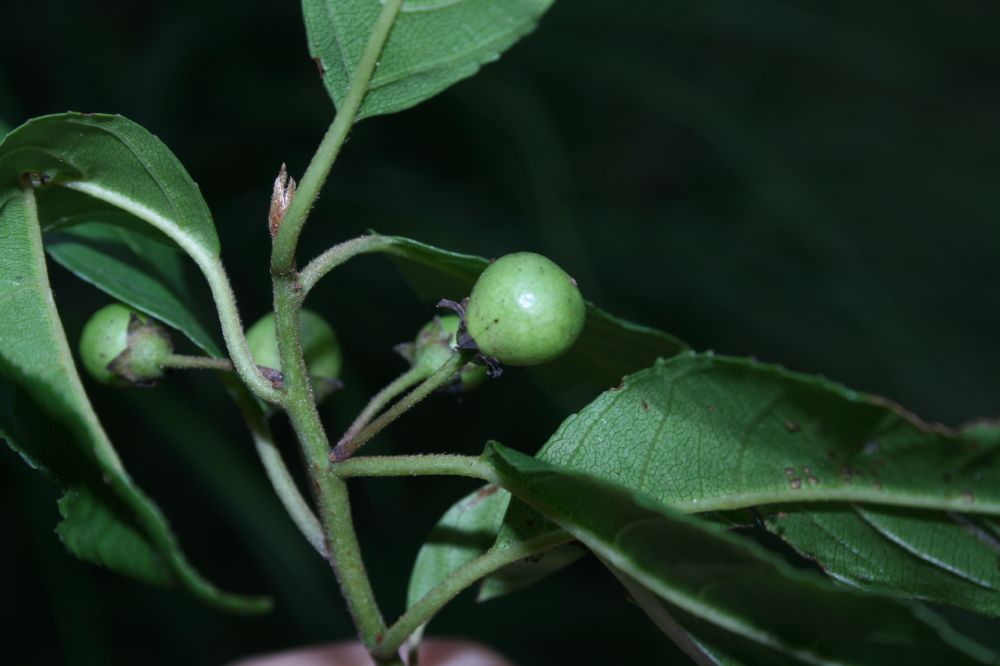 Rhamnaceae Frangula oreodendron