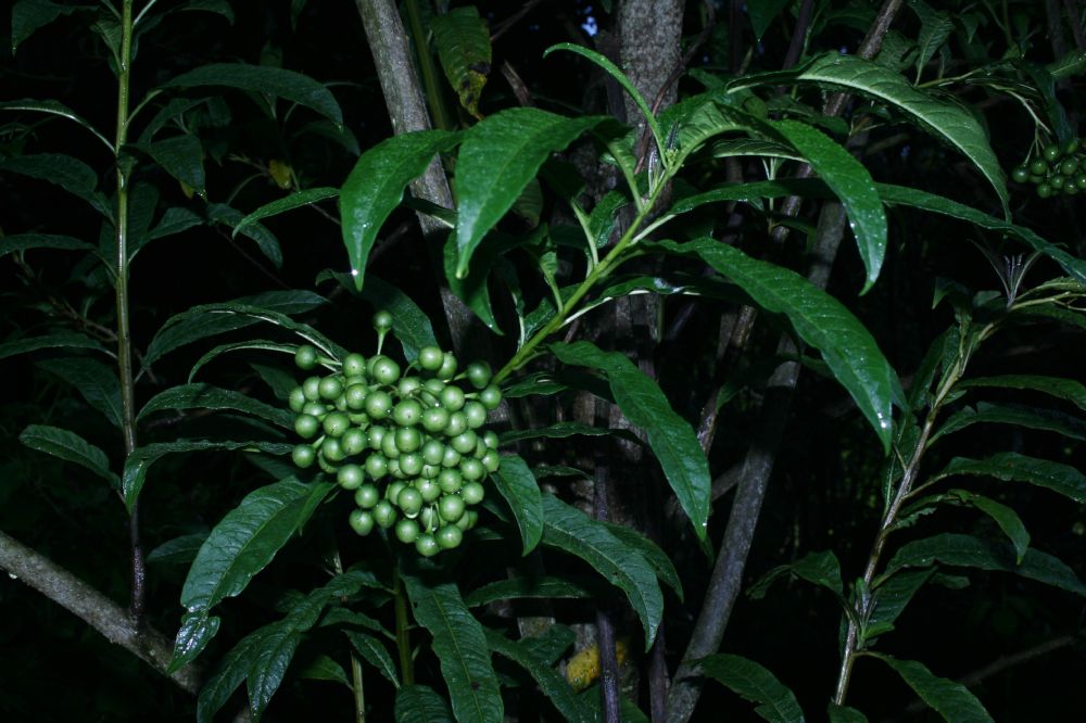 Polygalaceae Monnina cf saprogena