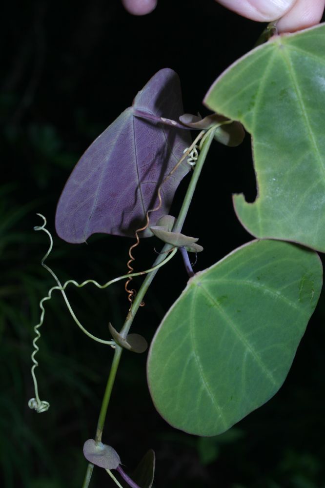 Passifloraceae Passiflora membranacea