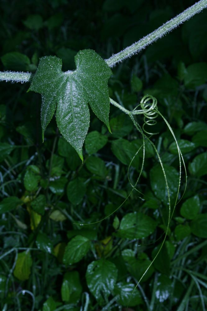 Cucurbitaceae Sechium edule