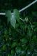 image of Sechium edule